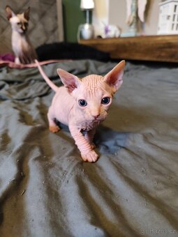 Kanadský sphynx - 6