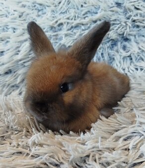 Minilop - anglický zakrslý beránek s VP - 6