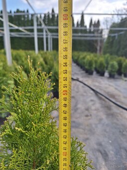 Thuje smaragd (tuje) - 6