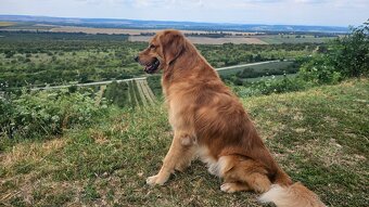 Krytí - Zlatý retrívr - 6