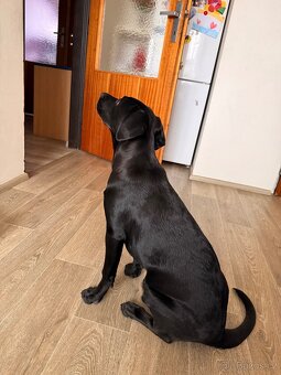 Daruji fenku labradora - 6