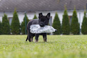 Německý  ovčák - pejsek s PP - 6