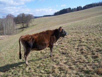 Jalovice 100% Jersey - 6