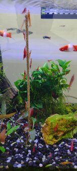 Krevetky Red cherry - Neocaridina davidi - 6
