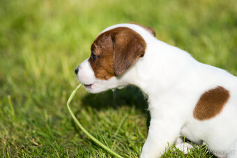 Jack Russell teriér s průkazem původu -PEJSEK - 6