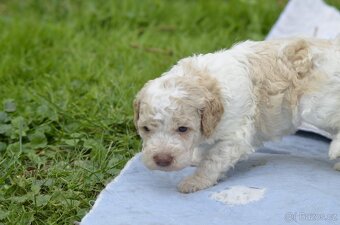 Lagotto Romagnolo s PP/ ITALSKÝ VODNÍ PES/ - 6