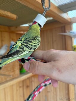 Andulky - mláďata, napůl TCB - 6