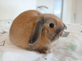 Volná samička - Anglický Zakrslý Beránek MiniLop🍑 - 6