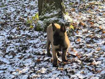 Belgicky ovcak malinois bez pp - 6