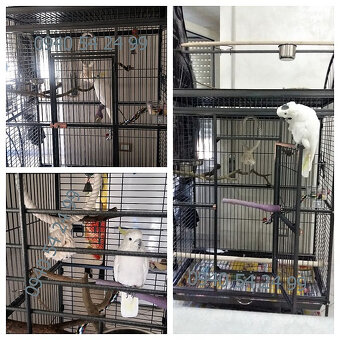 Voliéra - klec XXL nová - 6