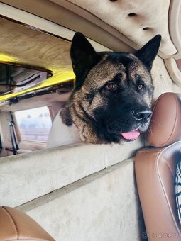 Nabízím krytí – Americká akita (pes) - 6