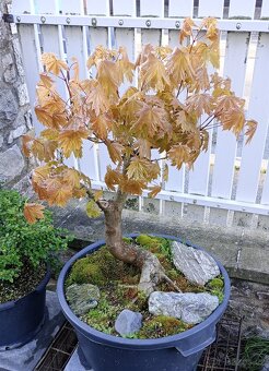 Javor mléč (Acer platanoides) bonsai - 6