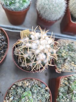 Kaktusy a sukulenty - 6