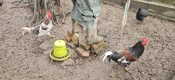 Kohouti (švédská květina) - 6