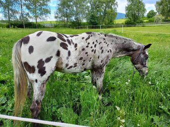 Appaloosa - 6