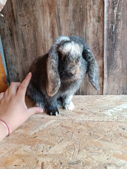 Minilop sameček k odběru - 6