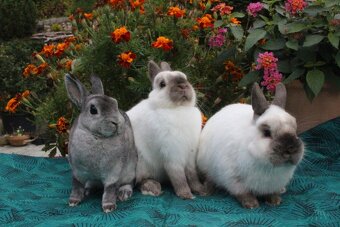 Zakrslý siamský žlutý s PP samečci - 6