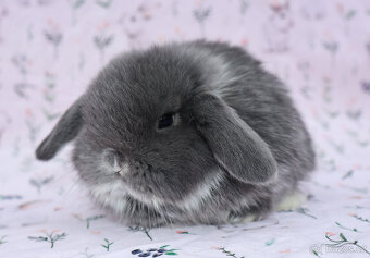 NHD beránek samička - 6