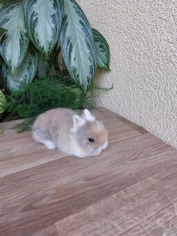 Zakrslý králík TEDDY (WO) - 6