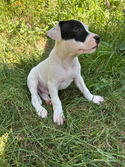 Americký pitbulteriér (apbt) s pp - 6
