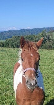 Prodám kobylku hříbě - 6