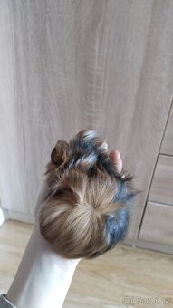 Morče, morčata, morčátka - 6