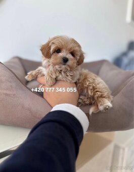 Maltipoo F1 caramel 3 měsíce 1500€‼️ Mimi - 6