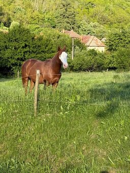 Paint horse žrebec - 6