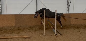 Veľmi mila Pony kobylka - 6