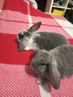 Zakrslý beránek králíček - 6