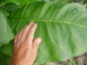 Virginský tabák semínka - 6