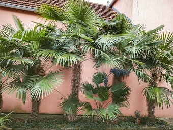 Semena - palma Trachycarpus Fortunej - 6