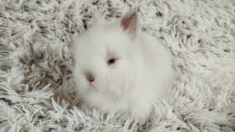 Zakrslý beránek, králíček, králík - HERBERT A HEIDY - 6
