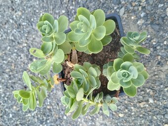 Trvalky a skalničky - 6