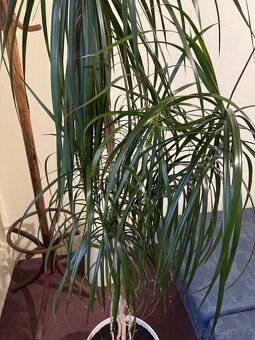 Květina Dracaena Marginata - Dračinec (Dracena) - 6