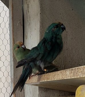 Prodam Kakariky modre - 6