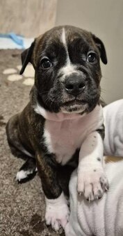 Americký stafordšírský terier s PP - 6