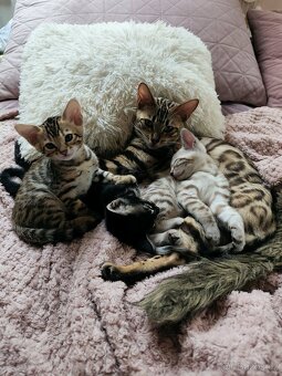 Bengálský Charcoal kocourek s PP - 6