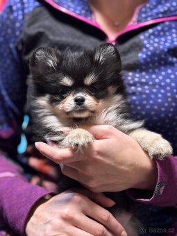 Pomeranian / Německý špic - 6