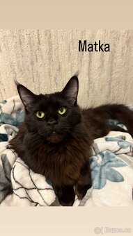 Minská mývalí koťata bez PP - 6