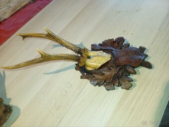 Sada srnčích trofejí (4 ks) - 6