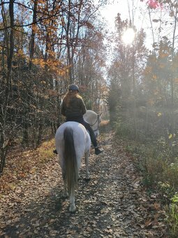 Pronájem P.R.E. - 6