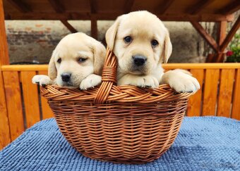 Nabídka štěňat labradorského retrievera - 6