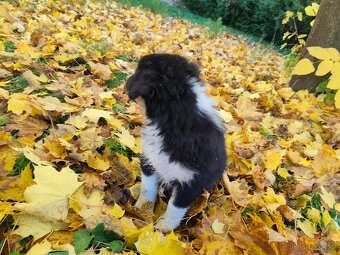 Australský ovčák –  poslední krasavec k odběru - 6