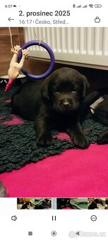 Labradorský retrívr - štěňata s PP k rezervaci - 6