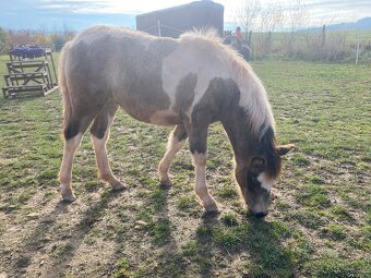 Hříbata k odběru. - 6