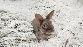 Zakrslý beránek,králíček,králík -(REX)-DIANA - 6