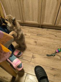 Prodám pomeriana německý špic - 6