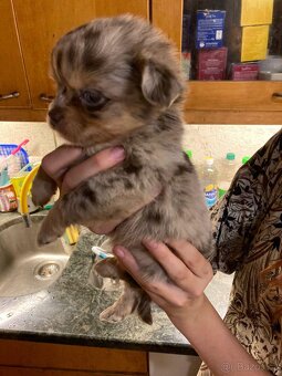 Štěňátka čivavy hledají hezké domovy. - 6