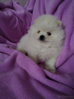 Pomeranian - 6